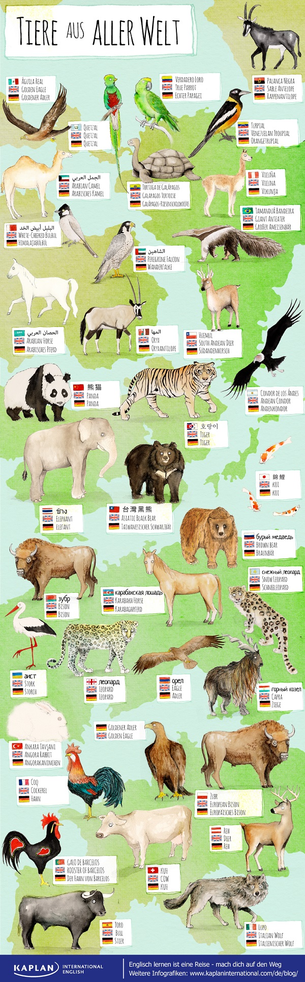 Tiere aus aller Welt Infografik Kaplan